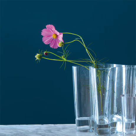 A glass vase with a single pink flower is profiled against a deep blue wall.